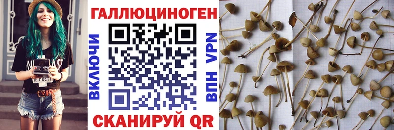 Псилоцибиновые грибы Psilocybe  продажа наркотиков  Йошкар-Ола 